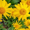 Ricerca: Effetto antiossidante di alte diluizioni di Arnica, Arsenicum e Lachesis